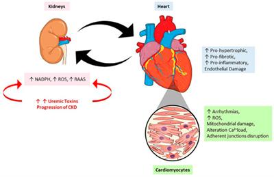 Editorial: Contribution of Uremic Compounds to Cardiorenal Syndrome Development